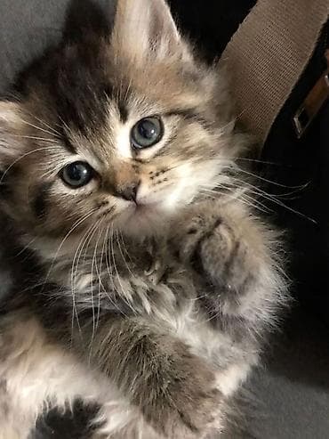 коты на вязку: 🎁 Полностью домашние, к лотку и миске приучены (ну, почти — они — 9