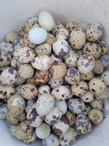 дополнительный свет: Перепелиные яйца - Натуральные перепелиные яйца,свежая очень — 2