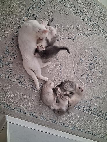 Кошки: Очаровательные котята домашнего разведения - Возраст на фото — 3