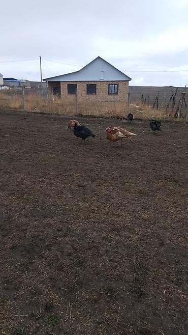 Башка жаныбарлар: Сатам | Эркек күрп | Аргын | Көбөйтүү үчүн — 1