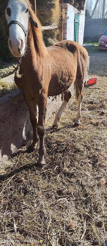 швиц теленок: Продаю | Жеребенок | Рабочий — 7