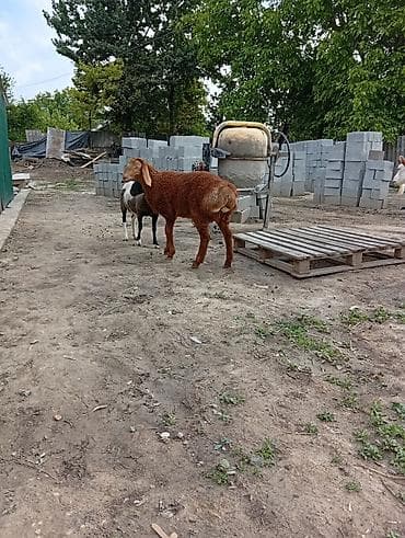 продам козу дойную: Продаю | Ягненок | Арашан | Для разведения — 2