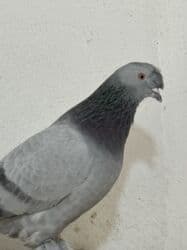 корм для форели купить: Продам два голубя — 2