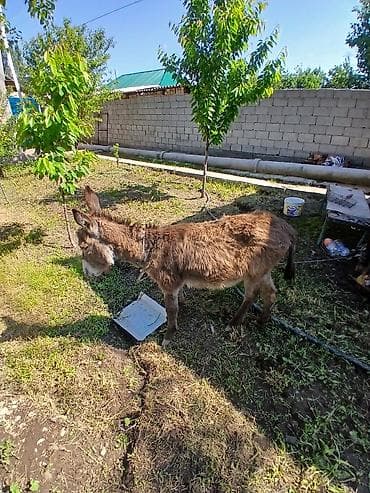 кролик гигант: Осёл домашний - Порода: стандартный домашний осёл - Пол: не указан - — 3