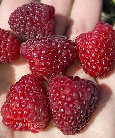 курица живая: Саженцы малины. Сорт Полька Малина крупноплодная (ремонтантный сорт) — 4