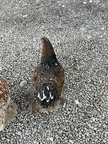 ящик пластиковый: Продаю | Инкубационные яйца | Брама | Для разведения — 4