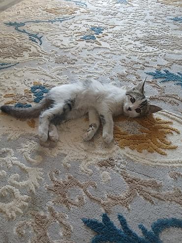 белый кошка: Котёнок в добрые руки. Милый домашний котёнок с бело-серым окрасом и — 4