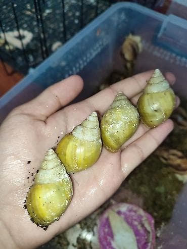 черепаха живая: Предлагаются: - Молодые водные черепахи красноухая одна большая и — 3