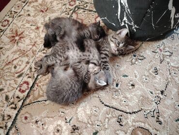 сколько стоит кот шотландский вислоухий: Отдам в хорошие руки котят. Мама пароды Пиксибоб (Маленькая — 3