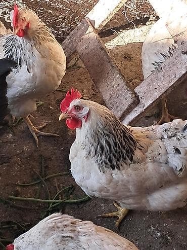 Айыл-чарба жаныбарлары: Сатам | Тооктор | Көбөйтүү үчүн — 1