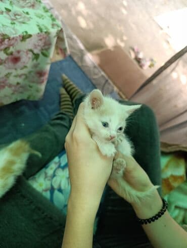 в связи с переездом отдам попугая жако в добрые руки: Котята-кремовые и белые, 1 мальчик и 2 девочки короткошёрстные. На — 3