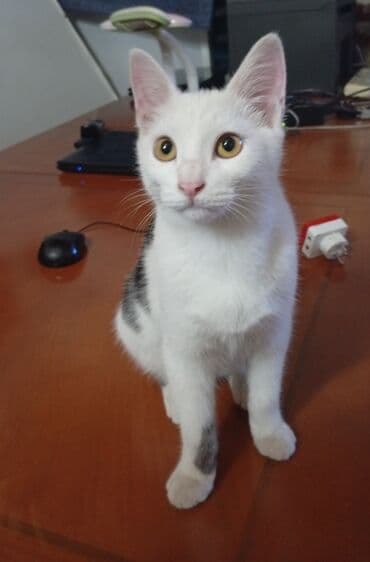 Кемирүүчүлөр: Мышык бекер берилет: Породасыз, 5 айлык, Эркек, Лотокко барууга үйрөтүлгөн, Курттардан тазаланган — 2