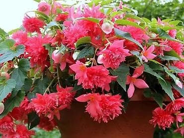 детки бегонии: Комнатные растения — сорта и черенки 1) Сенполия (фиалка) махровая, с — 5