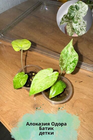 Алоказии: В продаже детки и клубни разных сортов алоказий: Макрориза вар — 3