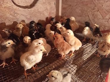быки телки: Продаю | Цыплята | Домашняя | Для разведения — 2