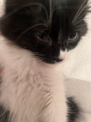 Грызуны: Кошка даром: Беспородная, 2 месяца, Мальчик, Метис, Приучена к лотку, Проглистована — 2