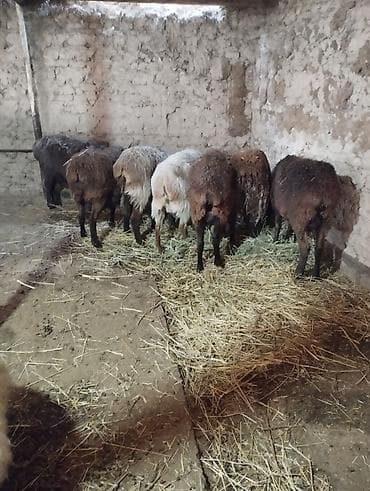 Баран, овца: Продаю | Овца (самка) | Для разведения | Матка — 4