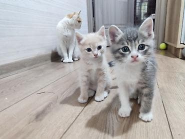 отдам бесплатно котенка: Котята - Возраст 1,5 месяца - Характер: ласковые, любопытные — 2