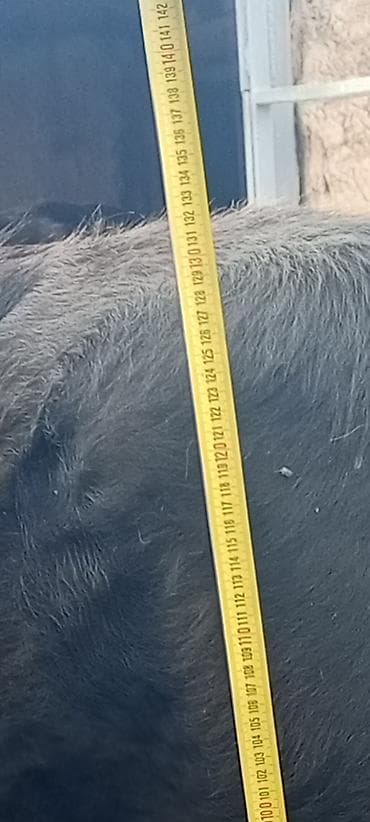 корова бычки: Продаю | Корова (самка) | Для молока — 8