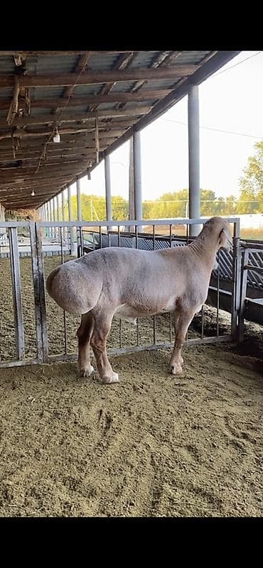 сибирская кошка бишкек: Продаю | Ягненок | Арашан | Для разведения — 7