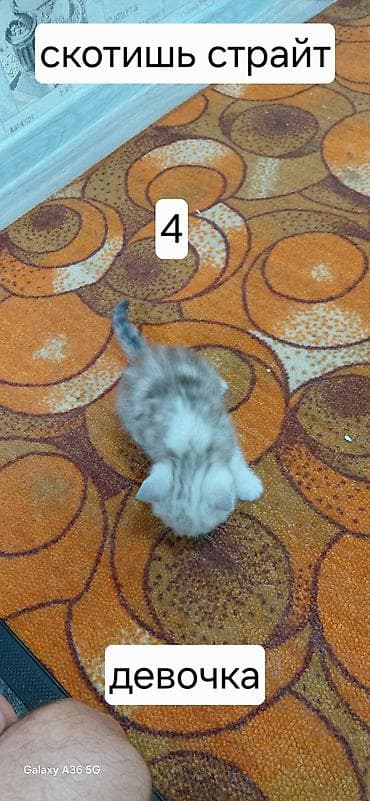 ищу котят: Продаются котята Шотланской породы, в помете 4 котенка 3 девочки и 1 — 6