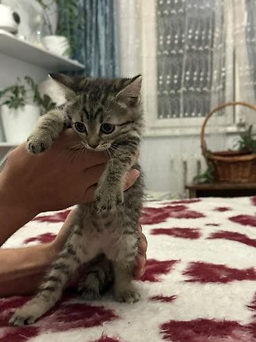 Кошки: Скотиш Страйт - Характер: игривые, ласковые, ориентированы на — 4