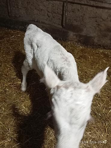 меняю на корову: Продаю | Тёлка | На откорм — 2