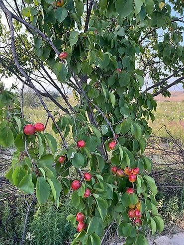 green hill: 300 соток, Договор купли-продажи — 1