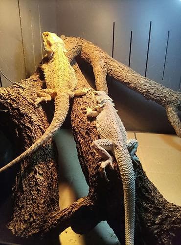 корм для ящериц: Бородатые агамы (Pogona vitticeps) — яркие морфы Описание: - Домашние — 3