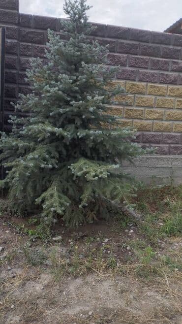 для зрения: Обрезка деревьев!!! Сезонная обрезка плодовых деревьев!!! Зима — 2