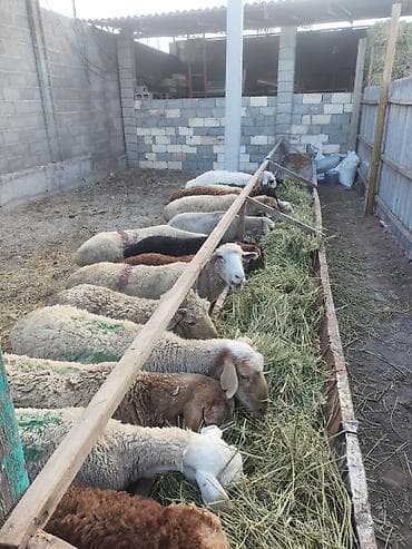 кой сойу: Продаю | Овца (самка) | На забой — 4