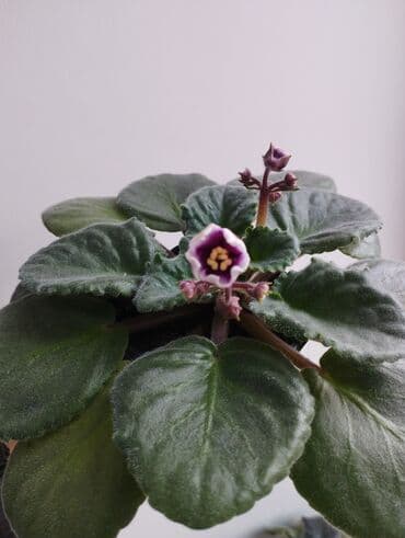 семена арбузы: Продаю фиалки есть детки — 6