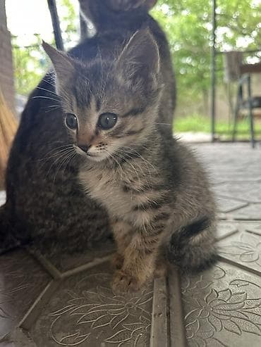 Продажа кошек: Котята, домашние, от кошки-курильский бобтейл. Описание: - Окрас — 1
