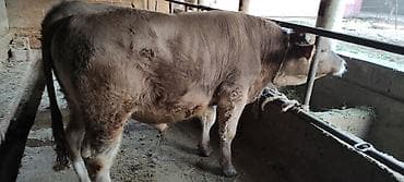 Аквариумы: Продаю | Корова (самка) | На забой | Не стельные — 3