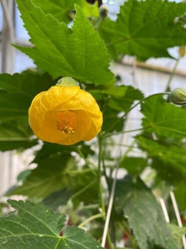 багеты бишкек: Абутулионы — 7