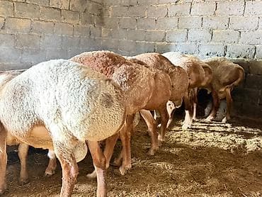 Продаю | Баран (самец) | Гиссарская, Полукровка, Долан | На забой | Племенные, Котные, Кастрированные