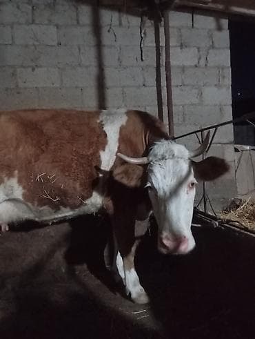 Айыл-чарба жаныбарлары: Сатам | Уй (ургаачы) | Симментал | Сүт алуу үчүн | Байланган — 3