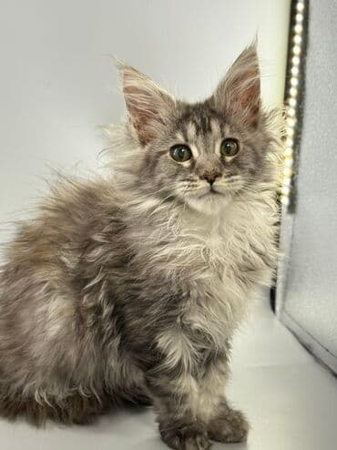 шотландские шиншилла котята купить: Порода: мейн-кун (котёнок) Окрас: серебристо-дымчатый с белым — 1