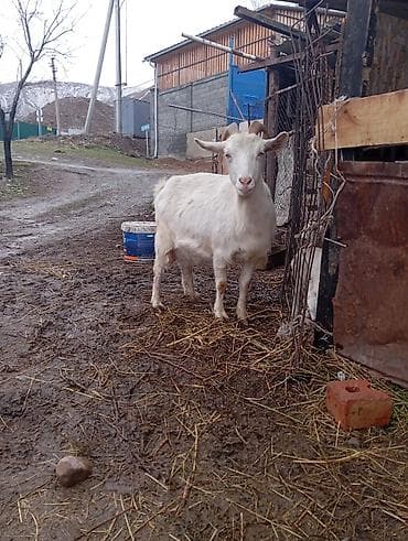 Продаю | Коза (самка) | Полукровка | Для разведения