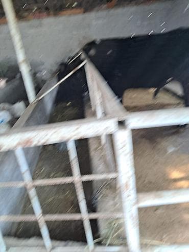 африканские сом: Продаю | Бык (самец) | Полукровка | На откорм — 1