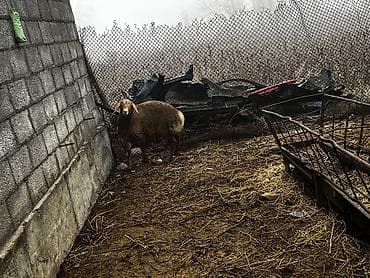 животные на продажу: Продаю | Ягненок — 3