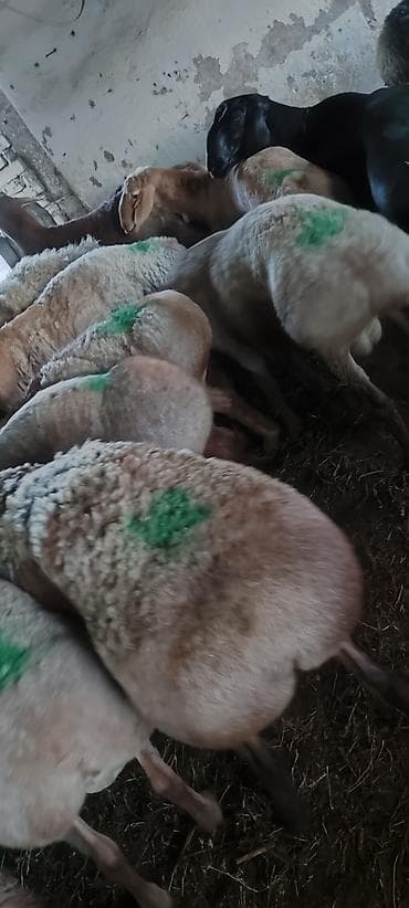 голубая рыбка: Продаю | Ягненок | На забой, Для разведения, Для шерсти | Племенные — 3