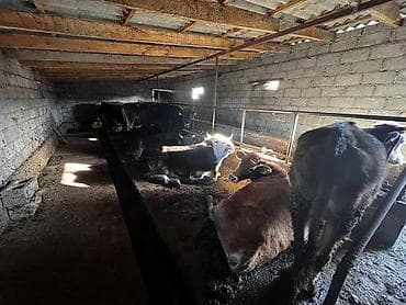 стригальная машинка для стрижки овец: Продаю | Тёлка | На откорм, На забой, Для разведения | Привязанные — 4