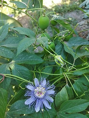 Канцтовары: Маракуйя (пассифлора) северная— саженцы,пророщенные корневища - Вид — 2