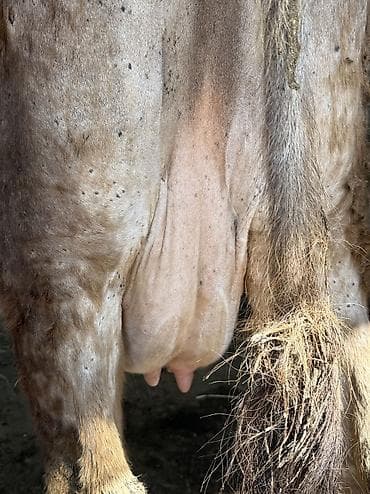 эшек жаныбар: Сатам | Уй (ургаачы) | Сүт алуу үчүн | Музоологондон кийин — 10