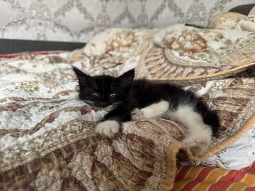 бенгальский кот домашний: Котёнок с контрастным окрасом: чёрная шерсть с белыми лапками и — 2