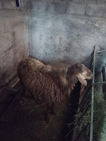 дакан товук: Продаю | Баран (самец) | Гиссарская | На забой | Осеменитель — 3