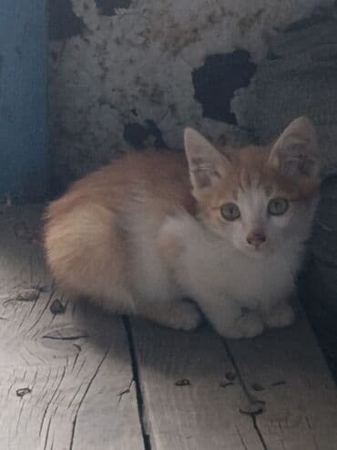 купить немецкую овчарку в бишкеке: Кошка даром: Беспородная, 3 месяца, Мальчик, Метис — 1