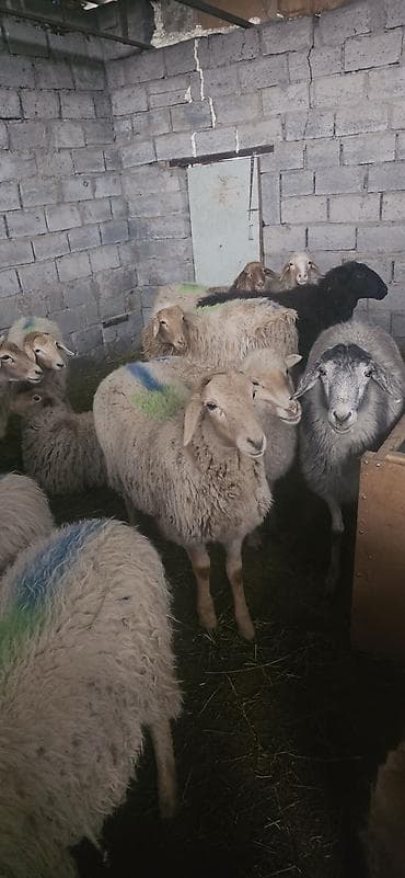 продаю марковку: Продаю | Овца (самка), Ягненок, Баран (самец) | Полукровка, Меринос, Эдильбаевская | На забой, Для разведения — 3
