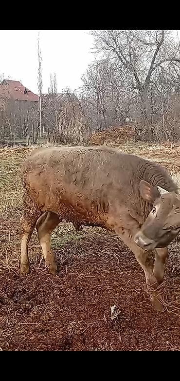 купить бычка: Продаю | Бык (самец) | Швицкая, Симментальская | На откорм — 8